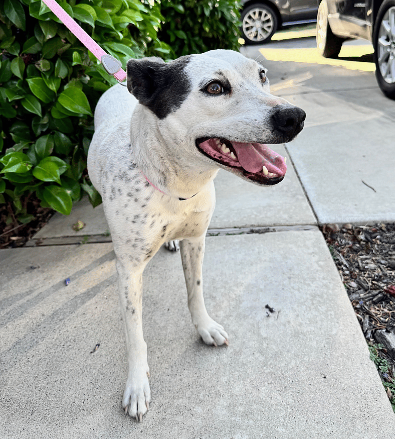 Layla - Dog available for adoption